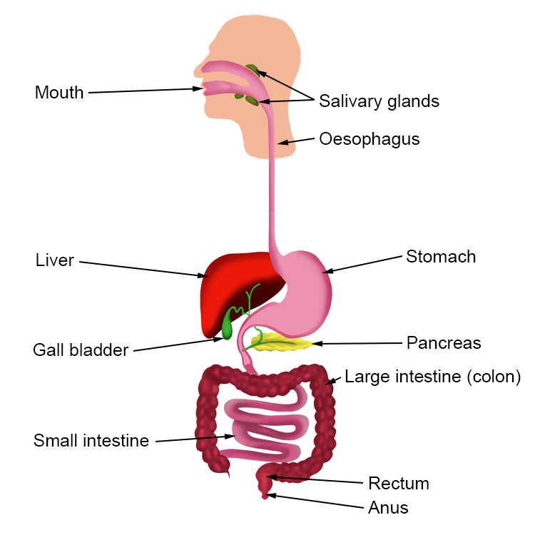 Annotated diagram summarizing the main organs and muscles of the alimentary canal